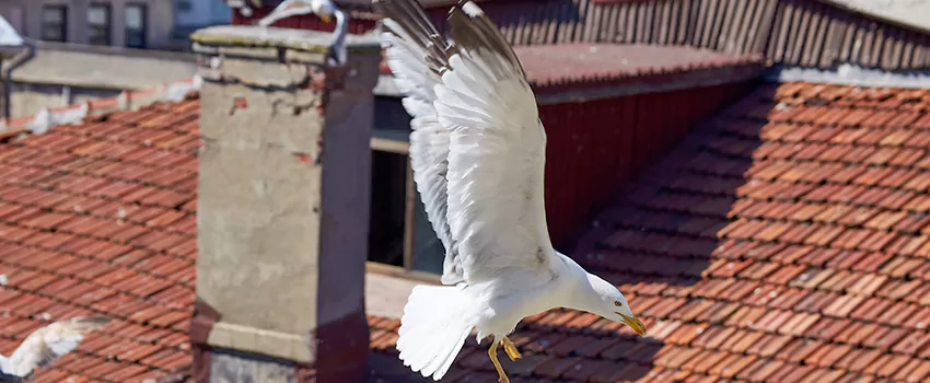 Residential Chimney Animal Removal Solution in Laguna Woods, CA